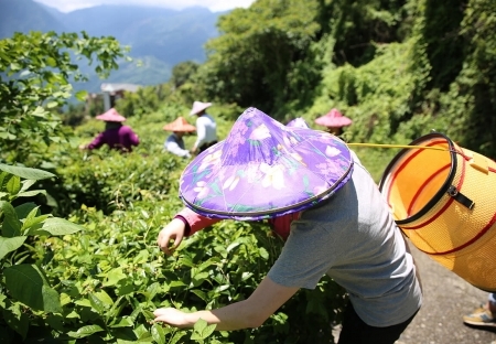 清境農場